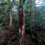 Rừng tự sát Aokigahara