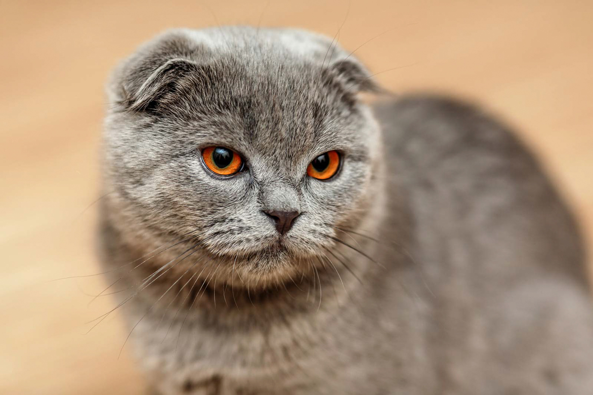 Mèo Scottish Fold