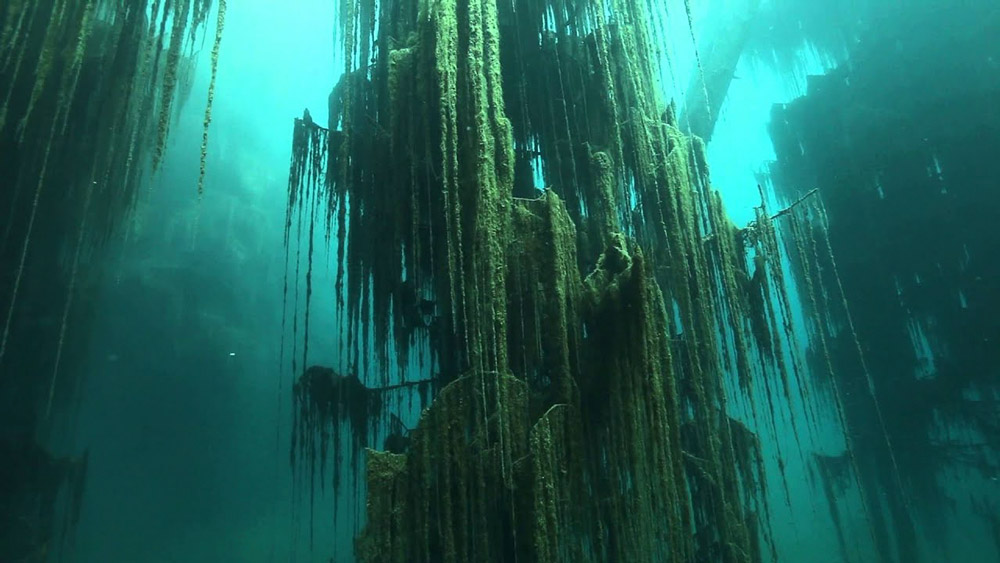 Những loài cây dưới đại dương
