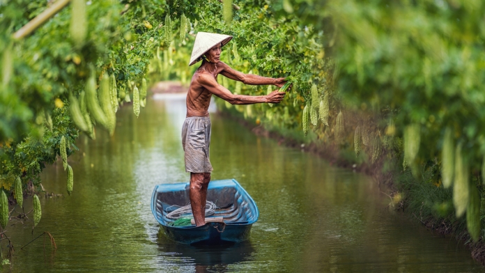 Nông dân Việt Nam chăm sóc vườn khổ qua truyền thống