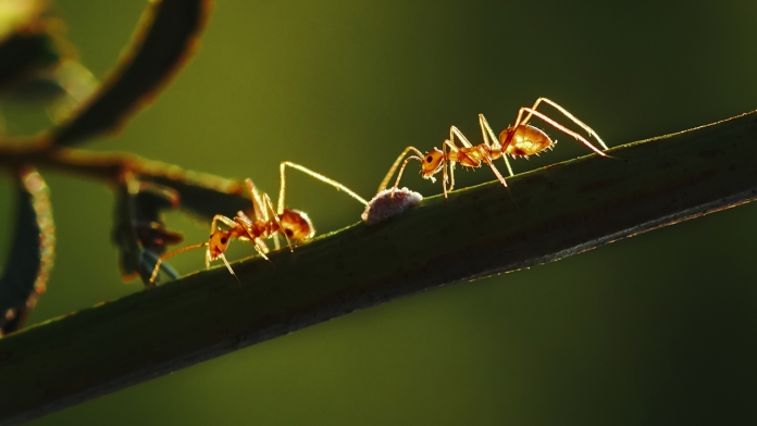 Top 10 loài kiến lớn nhất thế giới