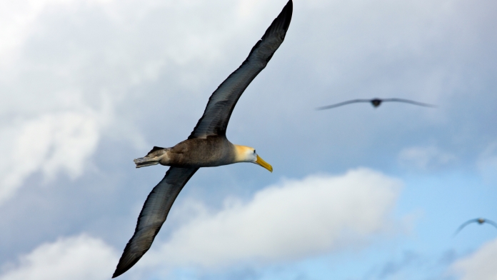 Wandering Albatross là loài chim có sải cánh lớn nhất thế giới