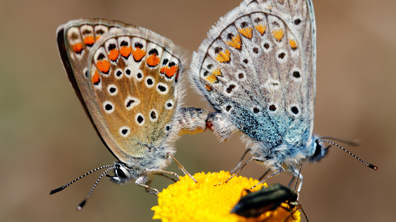 Hai chú bướm đậu trên bông hoa