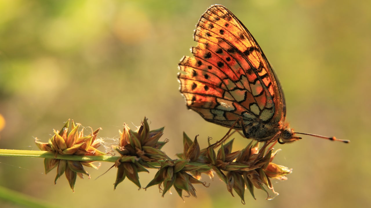 Bươm bướm sống được bao lâu?