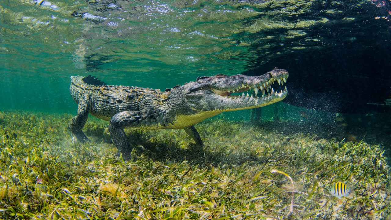Cá sấu nước mặn