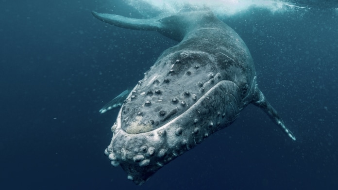 Cá voi lưng gù là một trong động vật nặng nhất thế giới