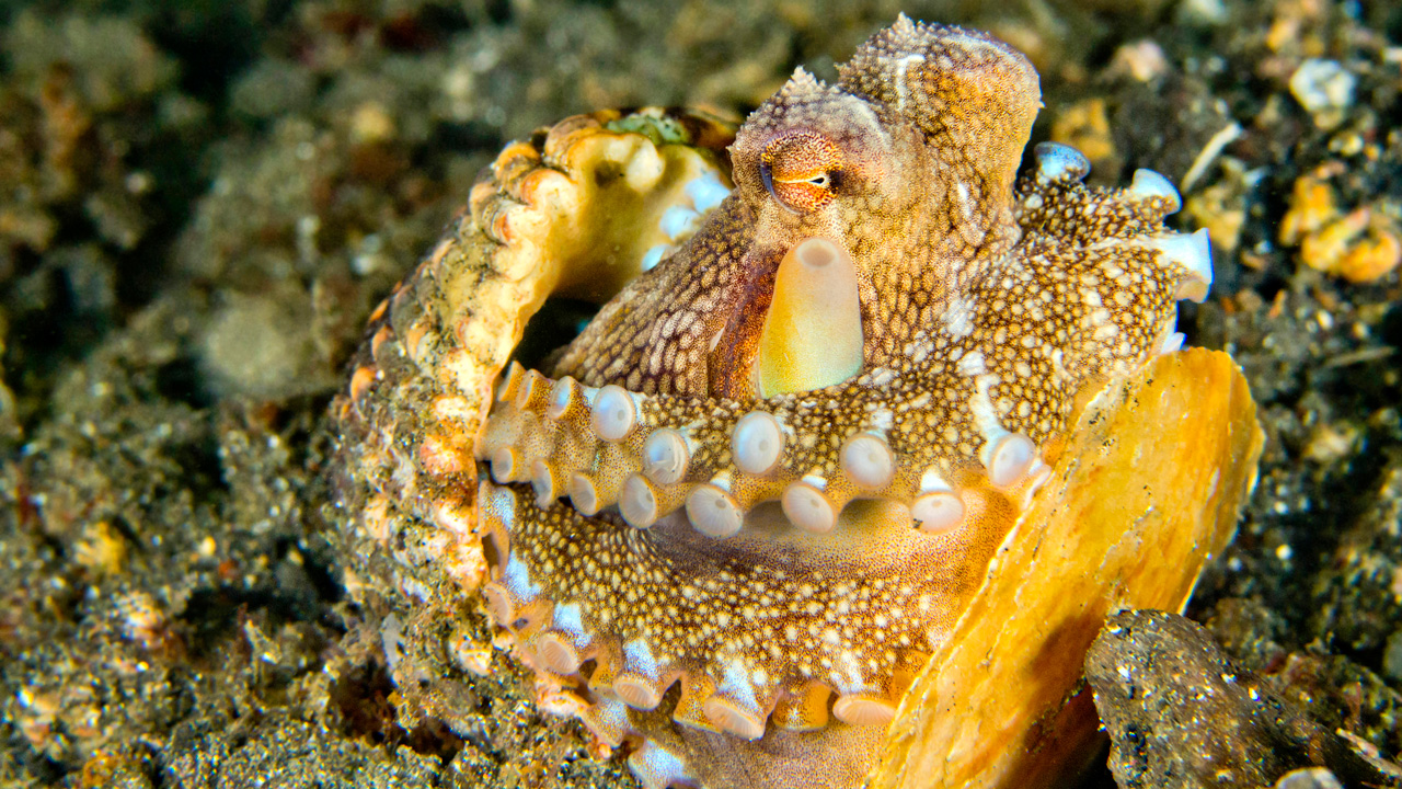 Một con bạch tuộc ở dưới đại dương