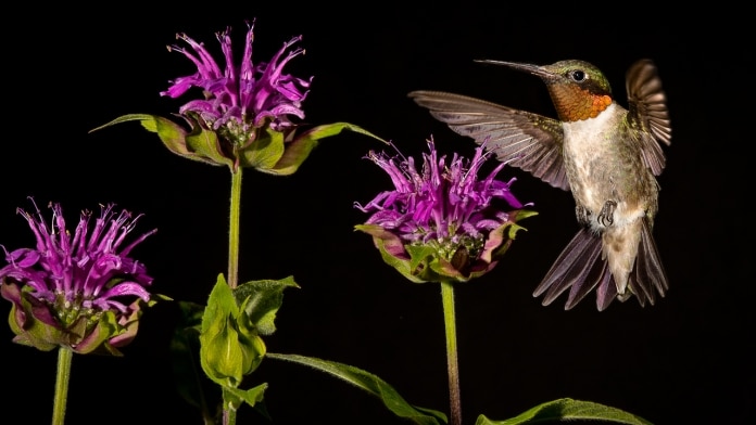 Bee Hummingbird là một trong những loài chim nhỏ nhất thế giới