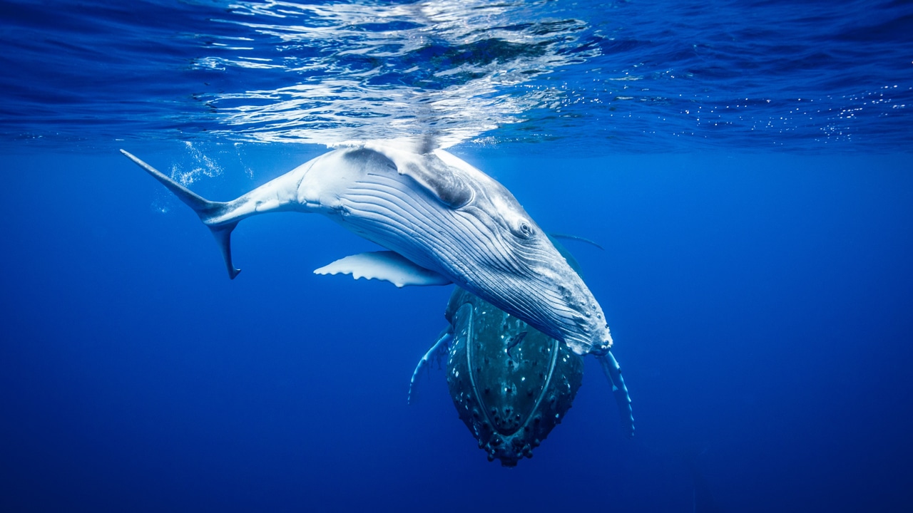Cá voi dưới đại dương