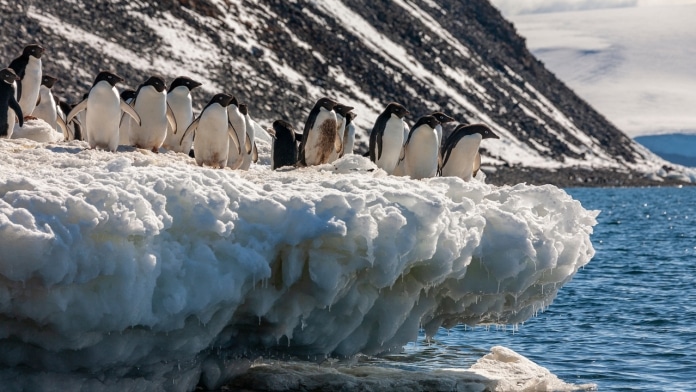 Chim cánh cụt Adelie là một trong những loài chim di cư dài nhất