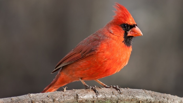 Chim hồng y phương bắc là loài chim màu đỏ