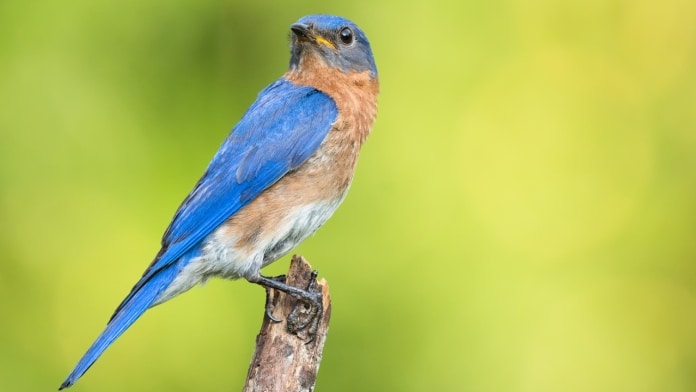 Chim xanh phương Đông là loài chim có màu xanh dương