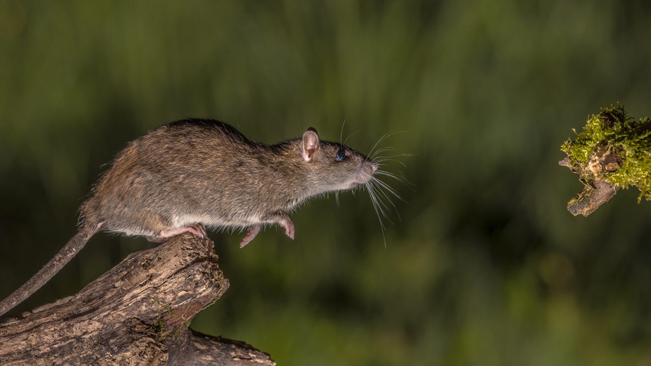 Tuổi thọ của Chuột: Chuột sống được bao lâu?