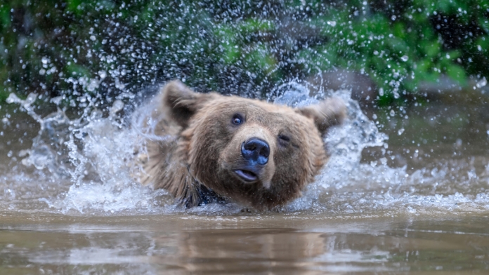 Gấu có thể bơi không?