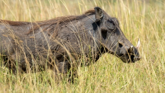 Heo rừng Warthog là một trong những động vật có ngà