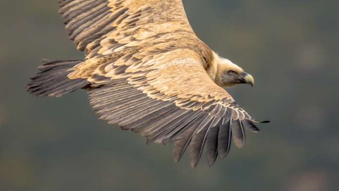 Kền kền Griffon Vulture là loài chim bay cao nhất