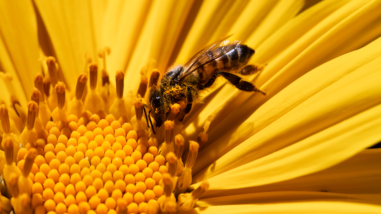 Ong lấy mật hoa