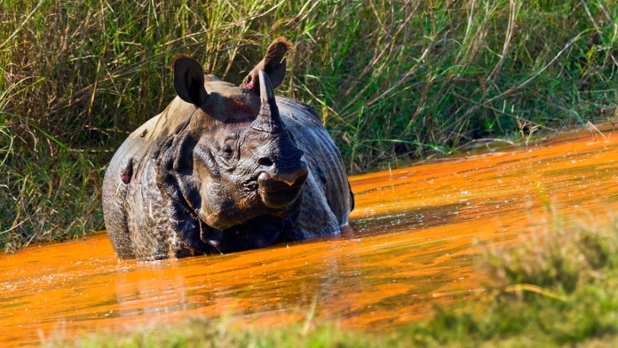 Tê giác Ấn Độ là một trong những loài động vật có 1 sừng