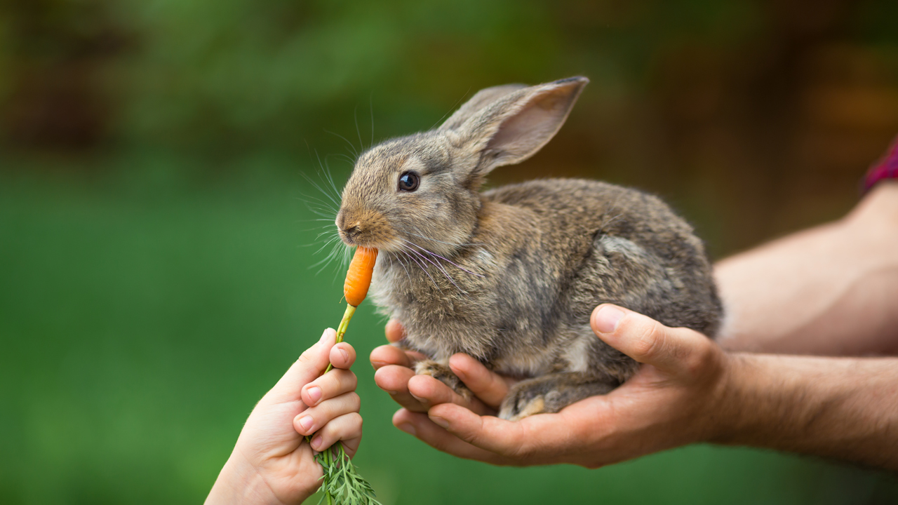 Thỏ ăn gì? Chế độ ăn cho thỏ - Nên và không nên ăn gì