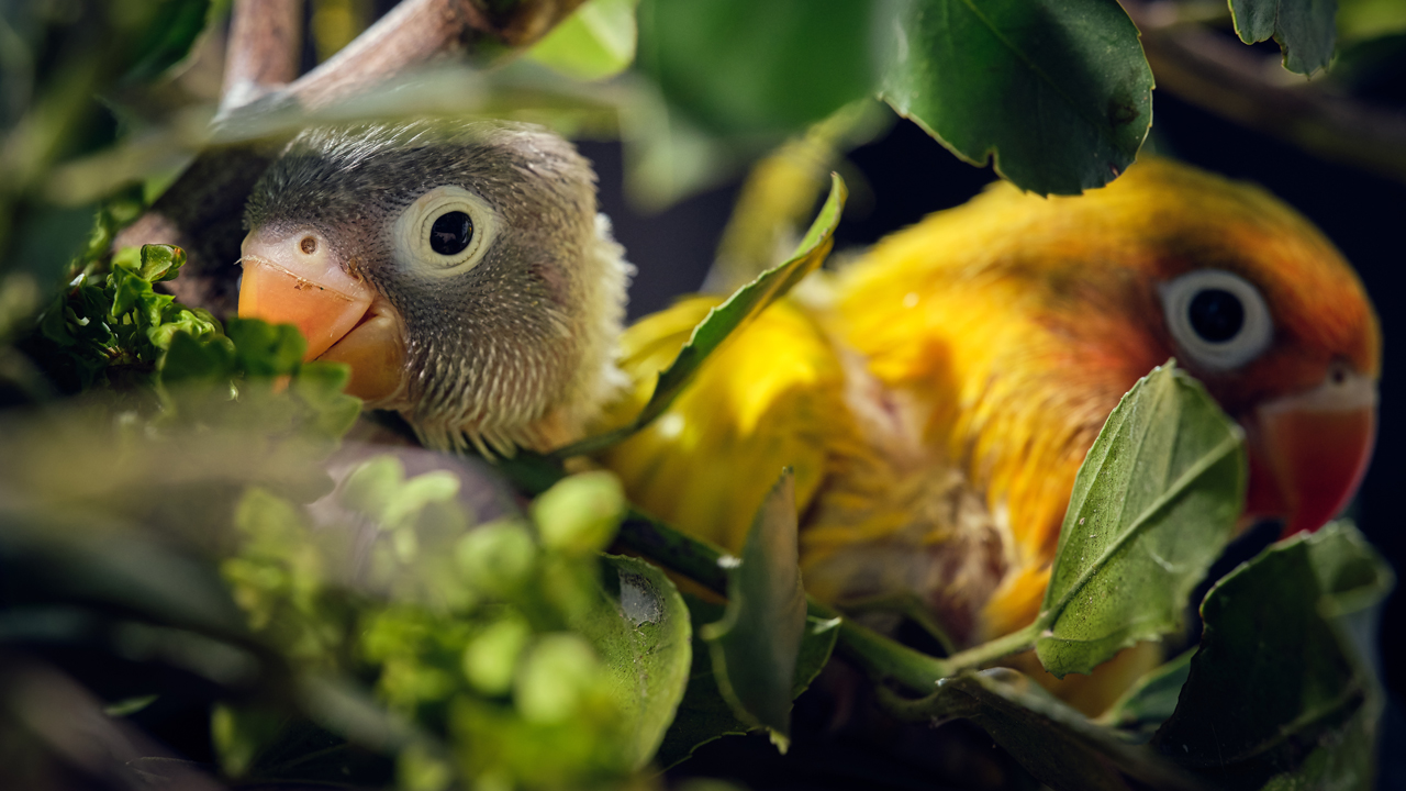 Chùm ảnh: Top 30 loài chim có màu sắc ấn tượng nhất thế giới - Redsvn.net