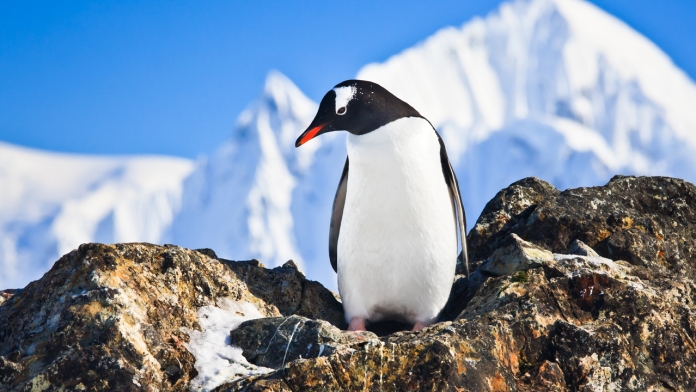 Chim cánh cụt sống được bao lâu?