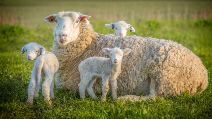 Cừu sống được bao lâu?