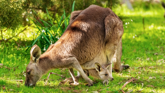 Kangaroo ăn gì?