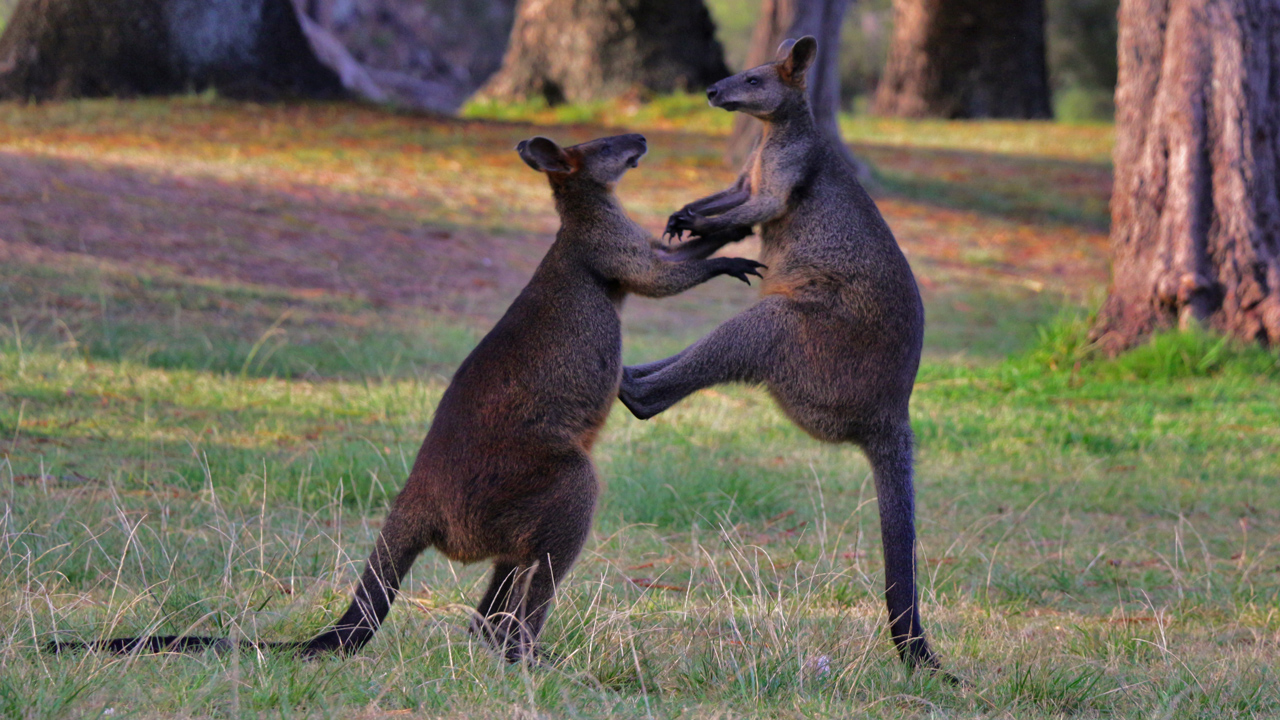 Hai con Kangaroo đánh nhau