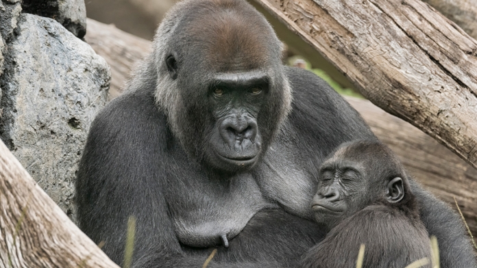 Khỉ đột mẹ chăm sóc khỉ đột con