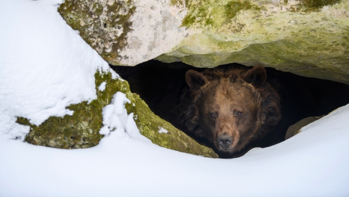 Gấu là loài động vật ưa thích ngủ đông