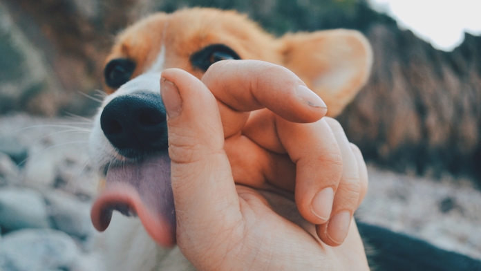 Tại sao chó liếm tay?
