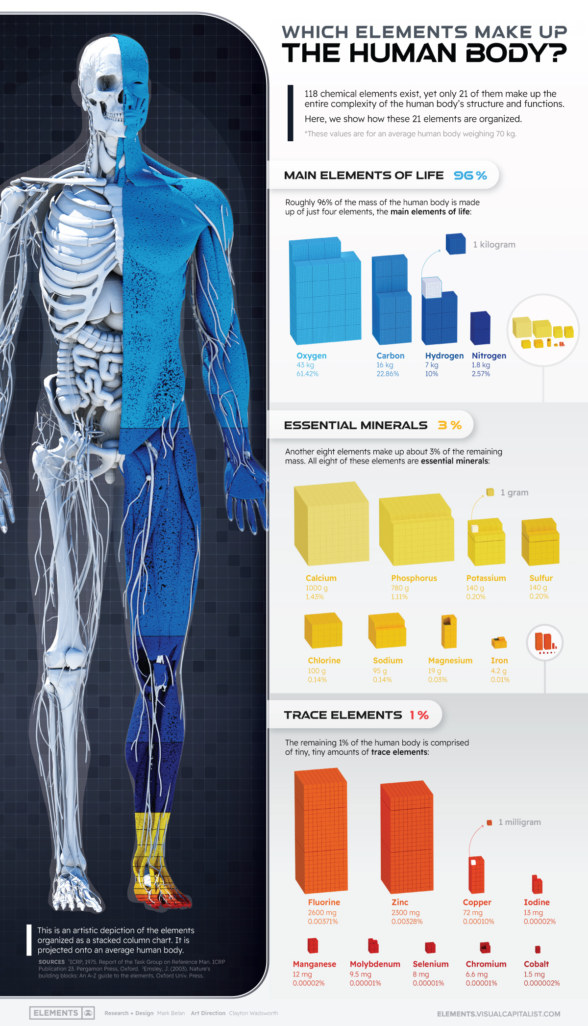 Thành phần trong cơ thể con người infographic