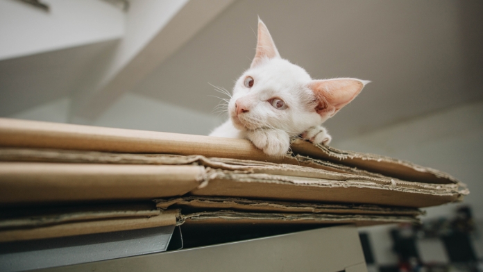 Tại sao mèo thích hộp carton